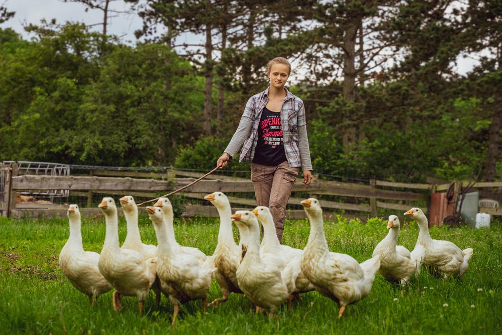 Za ten jeden rok studenti poznají 10 až 15 ekofarem v České republice a třeba 5 až 6 zahraničí. 