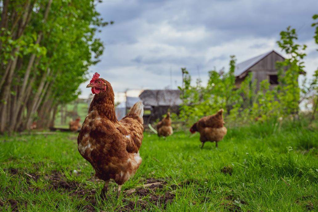 Zemědělci musí mít podle Prachaře finanční a byznysovou gramotnost. Na snímku farma Jednorožec.