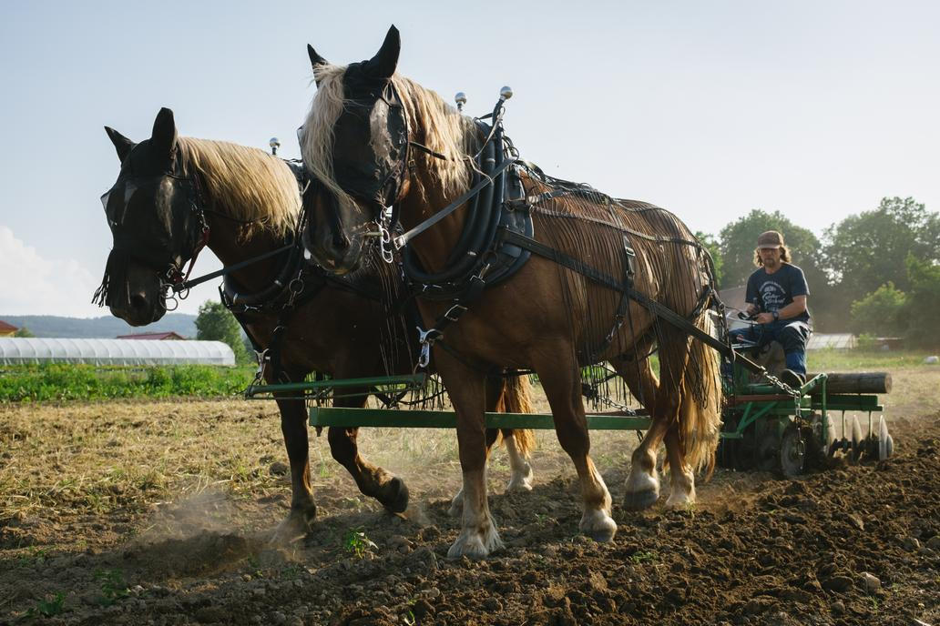 "Druhá věc je administrativa kolem farmy. Máte různé dotace, různé portály, ve kterých je třeba se orientovat," říká Prachař.