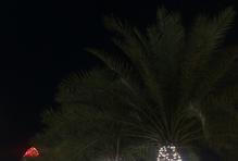 Místo vánočních stromků zdobí ulice hlavního města palmy ověnčené svítícími řetězy.