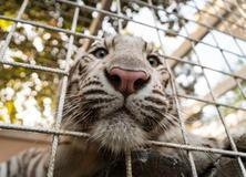 Ve svém Vémolandu chová Karlos Vémola například tygry, lvice, mývaly či krokodýly.