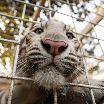 Ve svém Vémolandu chová Karlos Vémola například tygry, lvice, mývaly či krokodýly.