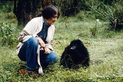 Dian Fosseyová s mládětem gorily. Americká vědkyně zasvětila život ochraně a studiu primátů v africké Rwandě.