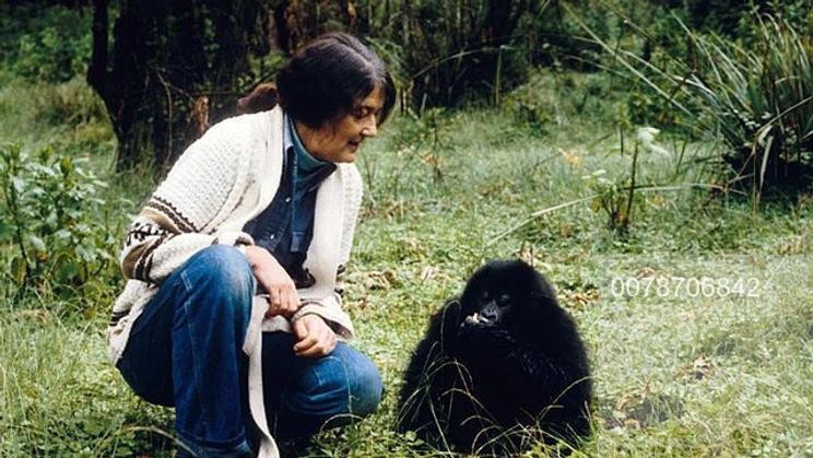Dian Fosseyová s mládětem gorily. Americká vědkyně zasvětila život ochraně a studiu primátů v africké Rwandě.