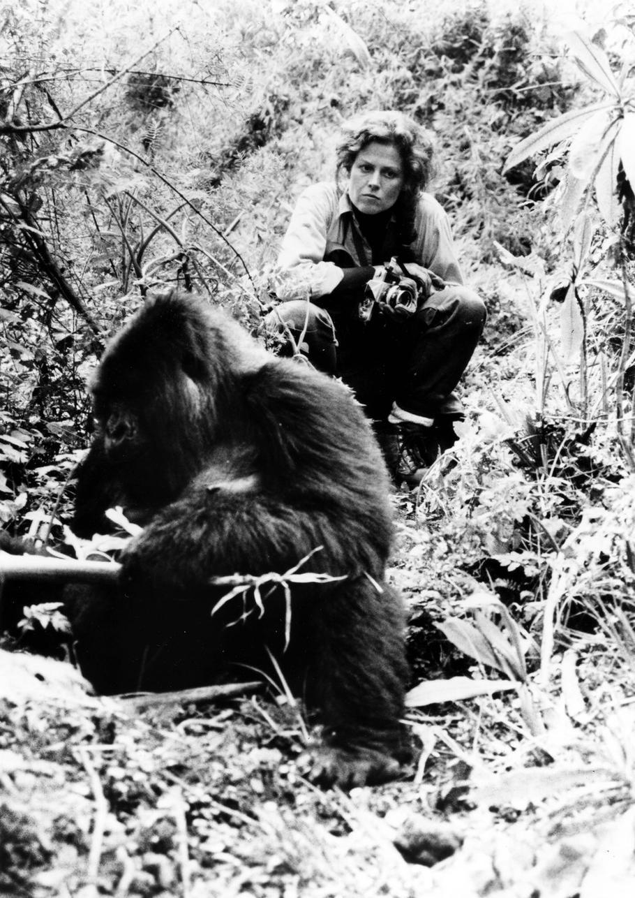 Herečka Sigourney Weaverová  ztvárnila ve filmu Gorily v mlze Dian Fosseyovou.