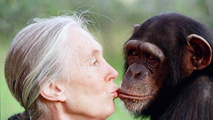 Jane Goodallová, šimpanzice Tess, 1997