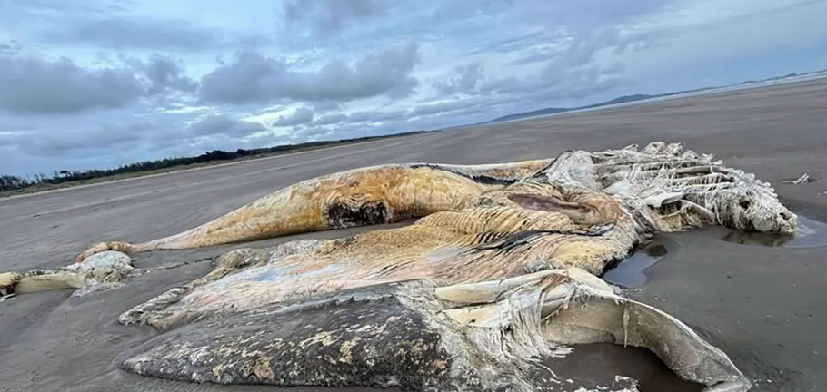 Velšskou pláž šokoval obří tvor.