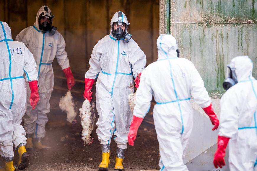 Ptačí chřipka decimuje chov na Havlíčkobrodsku. Týden po nedaleké likvidaci drůbeže