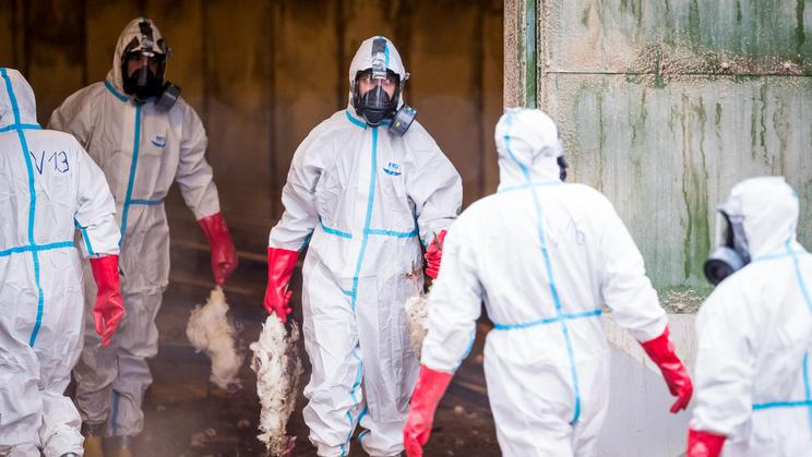 ČR-chov-chřipka-Vysočina-FASTPIX, Kraj Vysočina