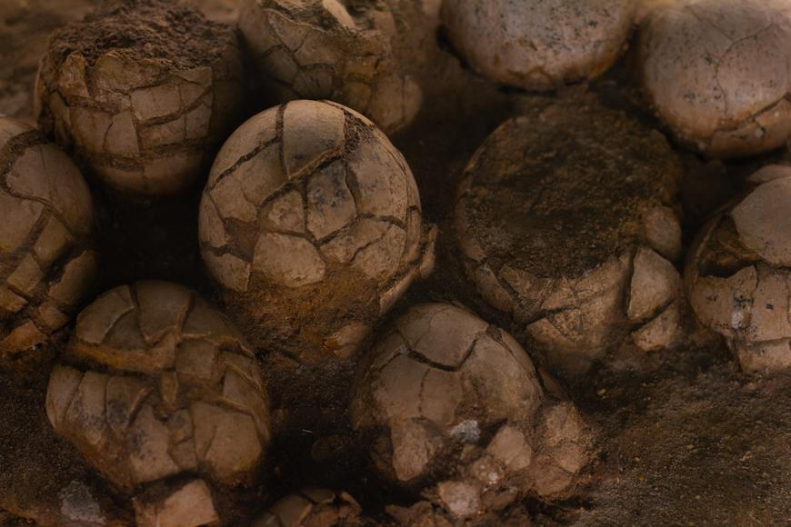Mysleli, že je to obyčejná zkamenělina. Uvnitř dinosauřího vejce čekalo na vědce překvapení