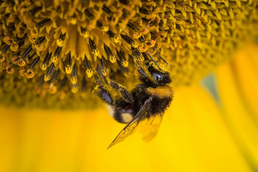 Tajemství jeskyně v Karibiku. Včely si stavěly hnízda v kostech mrtvých savců