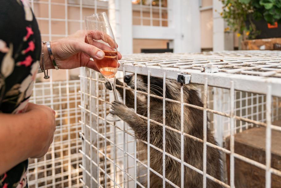 Mýval si chtěl pochutnat i na alkoholu.
