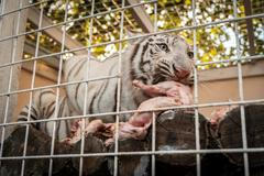 Stejně tak ale tygřice nepohrdla ani chlazenými kuřaty.