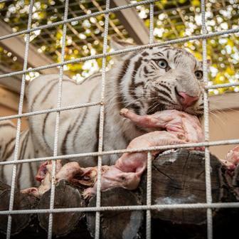 Stejně tak ale tygřice nepohrdla ani chlazenými kuřaty.