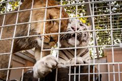 Vémola o tygřici přišel před dvěma lety kvůli nedostatečným papírům.