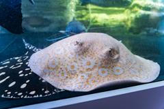 Rejnoci, sumci i želvy. Akvárium u Vémolových je překvapivě pestré.