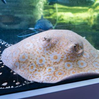 Rejnoci, sumci i želvy. Akvárium u Vémolových je překvapivě pestré.