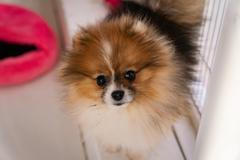 Fenka droboučkého pomeraniana působí ve výčtu exotických zvířat jako anomálie.