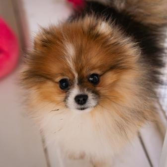 Fenka droboučkého pomeraniana působí ve výčtu exotických zvířat jako anomálie.