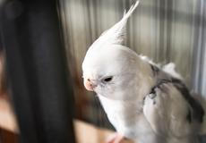 Modrožlutý ara není jediným papouškem v domácnosti. V jiné kleci jsou k vidění korely.