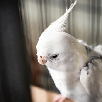 Modrožlutý ara není jediným papouškem v domácnosti. V jiné kleci jsou k vidění korely.