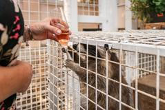 Pozornosti hostů neunikl ani mýval, který vystrkoval pacičky z klece a prosil o sousta z rautu.