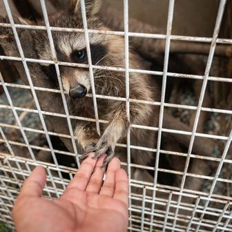 Mýval občas některé návštěvníky chytil za košili nebo kabelky.