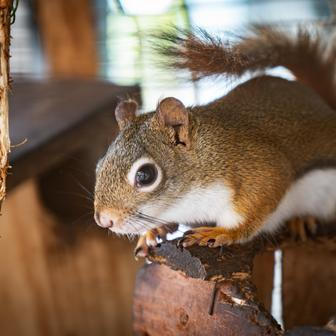 Chip a Dale. Tak se jmenuje dvojice Vémolových veverek.