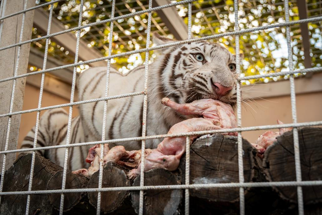 Stejně tak ale tygřice nepohrdla ani chlazenými kuřaty.
