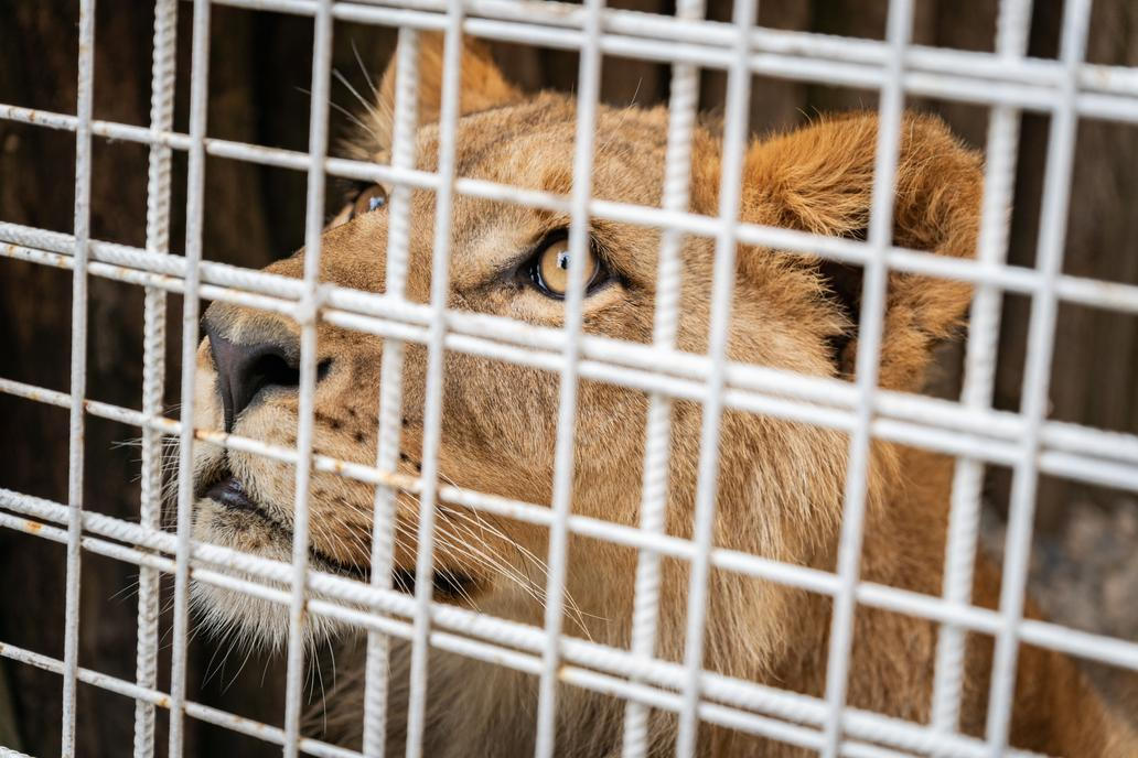 Tygřice Ramba nebyla v kleci sama, měla svého lvího spolubydlícího.