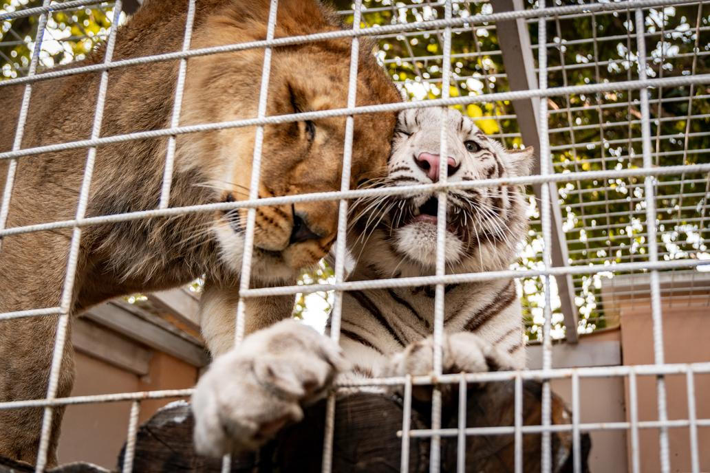 Vémola o tygřici přišel před dvěma lety kvůli nedostatečným papírům.