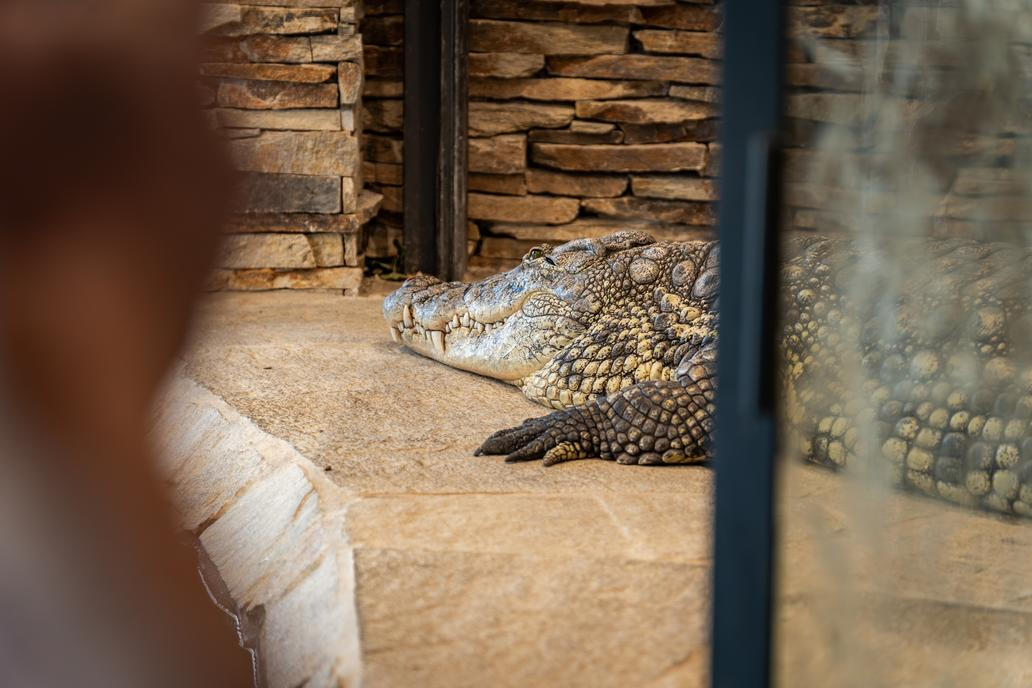 Uvnitř domu se nachází tropický výběh s krokodýly.