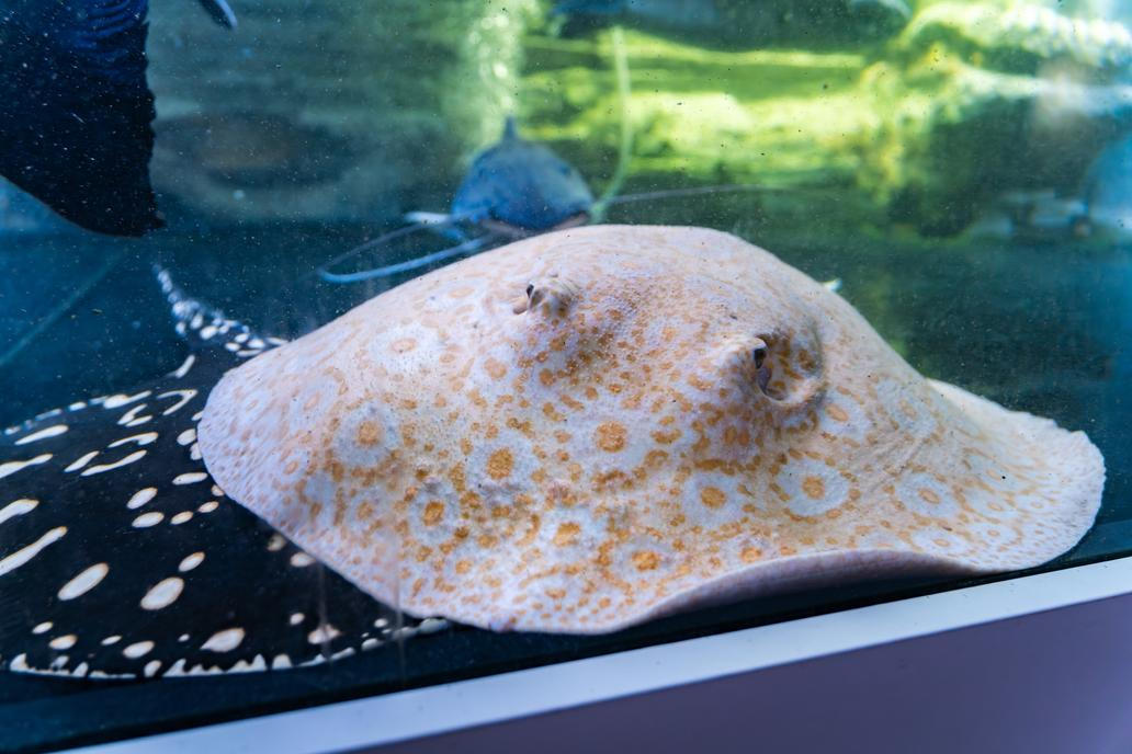 Rejnoci, sumci i želvy. Akvárium u Vémolových je překvapivě pestré.