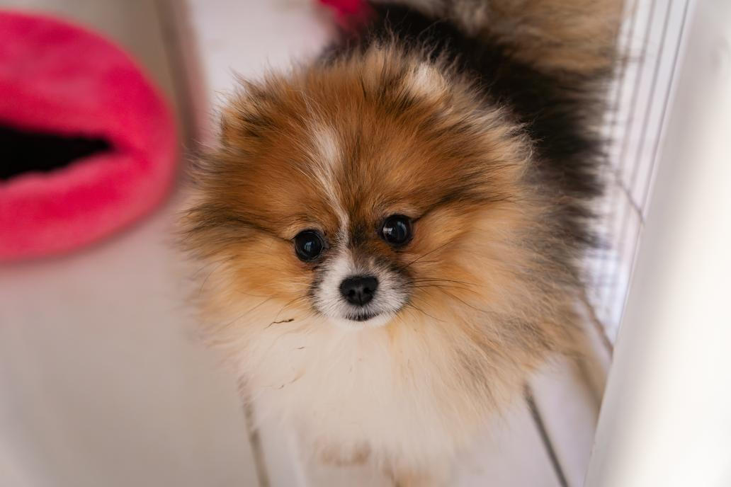 Fenka droboučkého pomeraniana působí ve výčtu exotických zvířat jako anomálie.