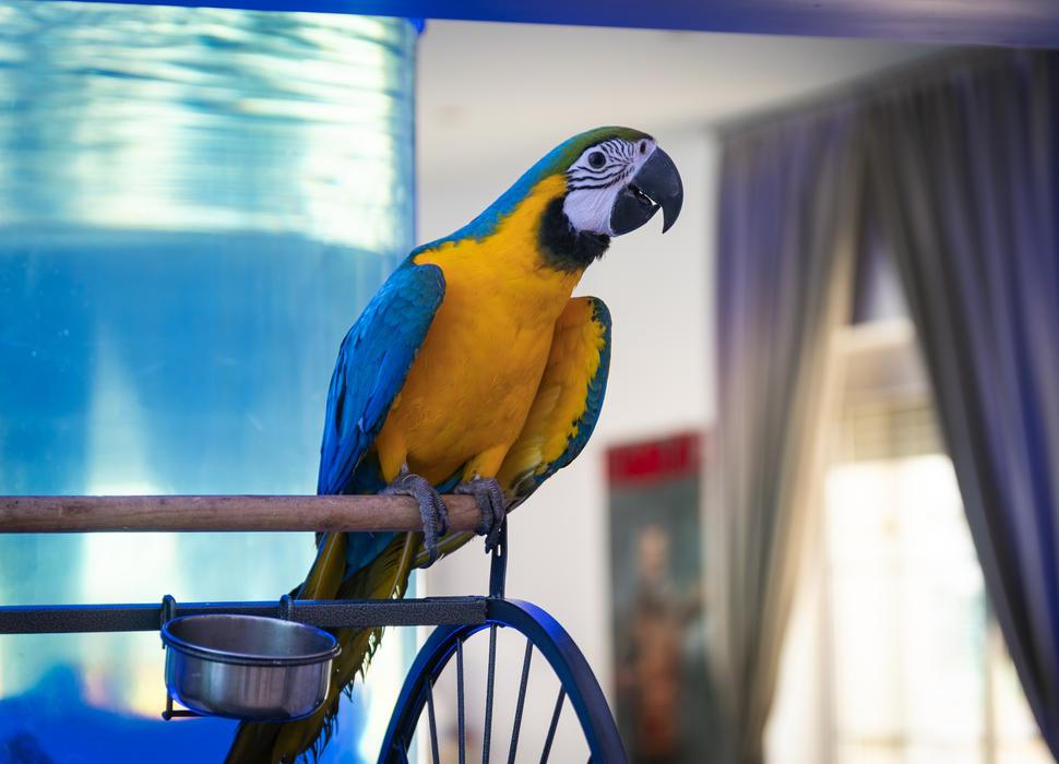 S fenkou Minnie tráví hodně času i papoušek, který se díky ní naučil štěkat.