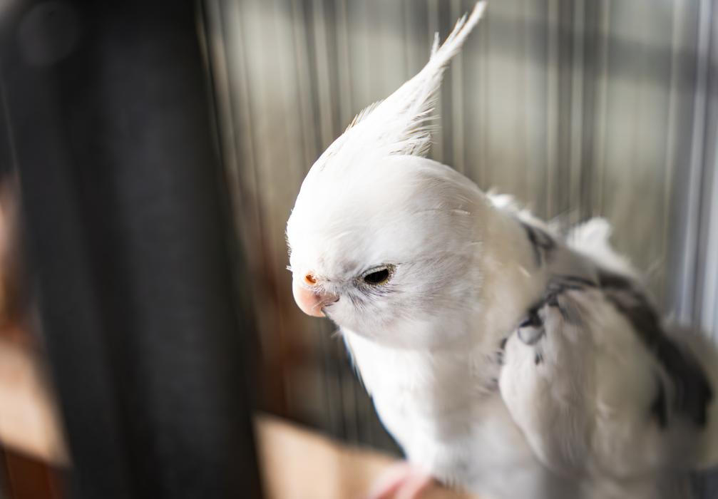 Modrožlutý ara není jediným papouškem v domácnosti. V jiné kleci jsou k vidění korely.