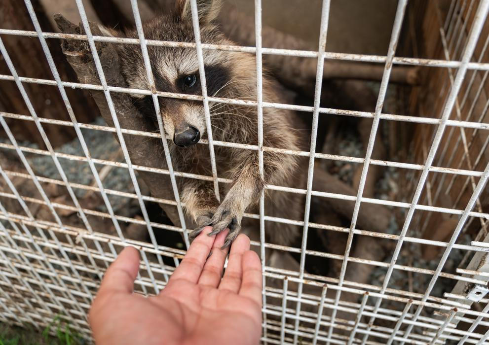 Mýval občas některé návštěvníky chytil za košili nebo kabelky.