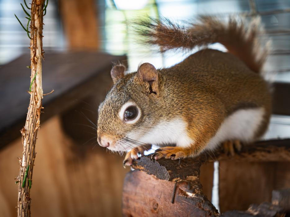 Chip a Dale. Tak se jmenuje dvojice Vémolových veverek.