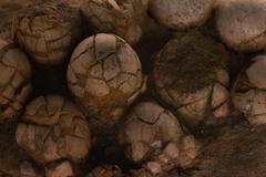 Dinosauří vejce vyplněné kalcitovými krystaly je tak nejen raritou, ale i připomínkou toho, kolik příběhů ještě může být ukryto v horninách, které na první pohled působí zcela obyčejně.  Ilustrační foto.