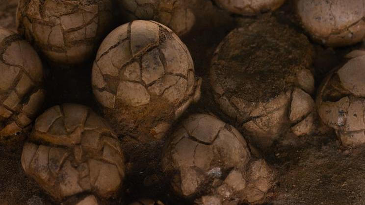 Dinosauří vejce vyplněné kalcitovými krystaly je tak nejen raritou, ale i připomínkou toho, kolik příběhů ještě může být ukryto v horninách, které na první pohled působí zcela obyčejně.  Ilustrační foto.