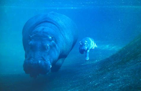 Hroch Nala se svým mládětem, narozeným koncem září 2025, plavou v bazénu berlínské zoo.
