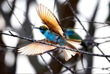 Vlha obecná vzlétá poblíž kibucu Ce'elim v Izraeli.