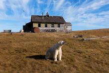 Lední medvědi obsadili opuštěnou výzkumnou stanici ze sovětské éry na ostrově Koljučin v Čukotském moři na severovýchodě Ruska.