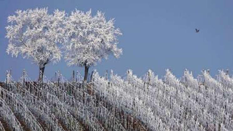 Mráz ve Francie - vinice