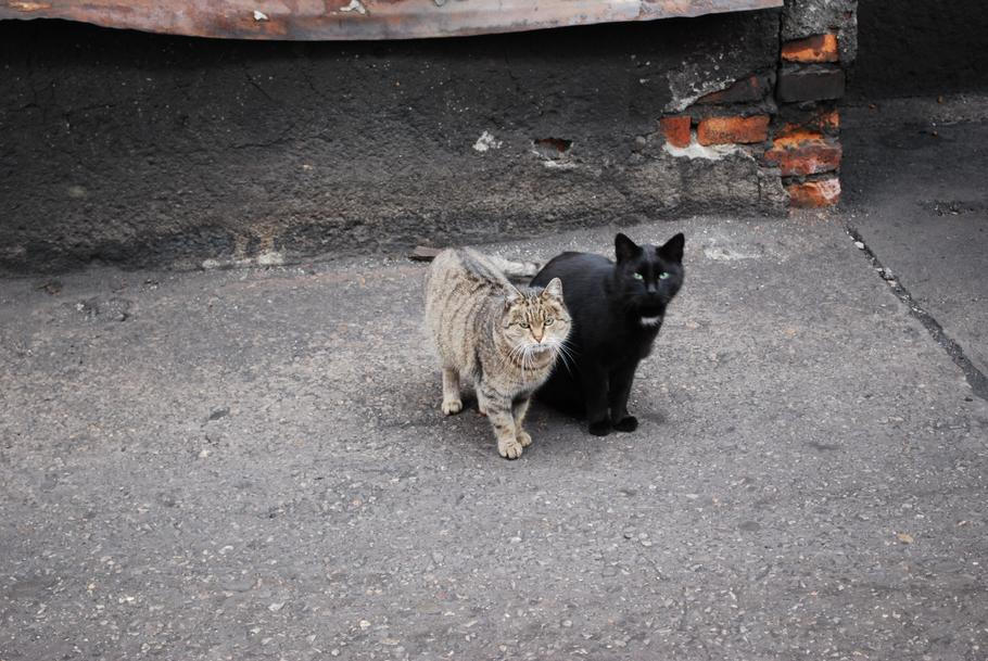 Dvě „podnikové“ kočky poblíž skipové věže Dolu ČSM. Jestli jsou tu proto, aby hubily hlodavce z hlubin, reportér nezjistil. 