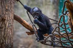 ČR-zvířata-příroda-zoo-Praha-FASTPIX