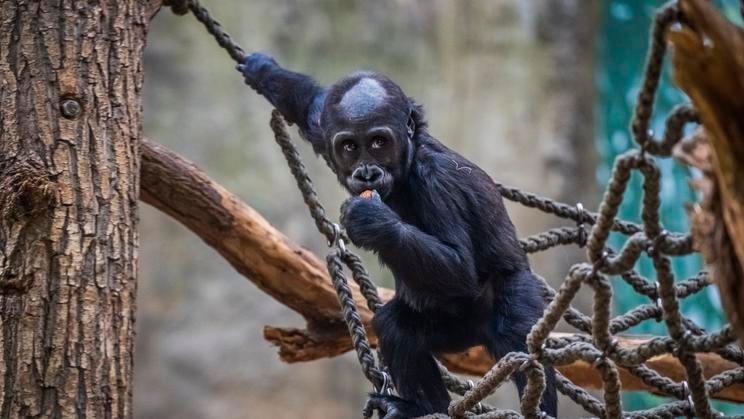 ČR-zvířata-příroda-zoo-Praha-FASTPIX