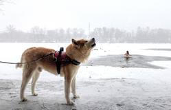 Ledová voda místo Jordánu: Ukrajinci slaví Zjevení Páně i v době války