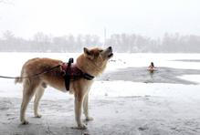 Ledová voda místo Jordánu: Ukrajinci slaví Zjevení Páně i v době války