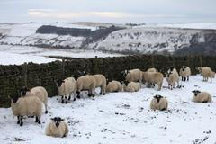 Zima zahalila i Velkou Británii. 6. leden 2026.